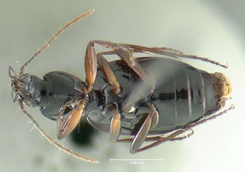 Media type: image;   Entomology 602291 Aspect: habitus ventral view
